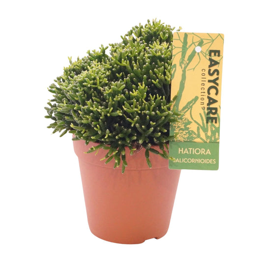 Hatiora Salicornioides – Pflegenleichte Zimmerpflanze Ø12 cm