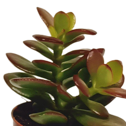 Vetplanten-Mischung 5,5 cm – 10er Set ohne Topf