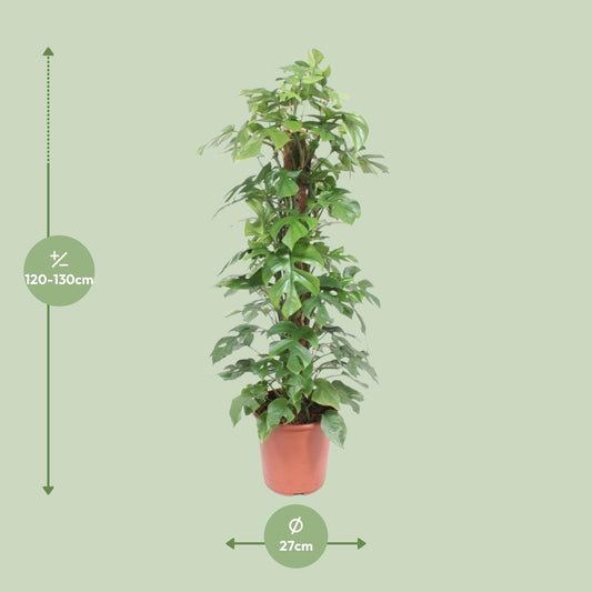 Monstera Minima am Moosstab – Pflegeleichte Zimmerpflanze 130 cm