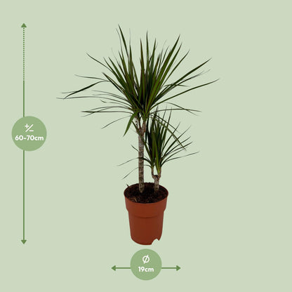 Dracaena Marginata Bicolor Ø19cm – Pflegeleichter Drachenbaum