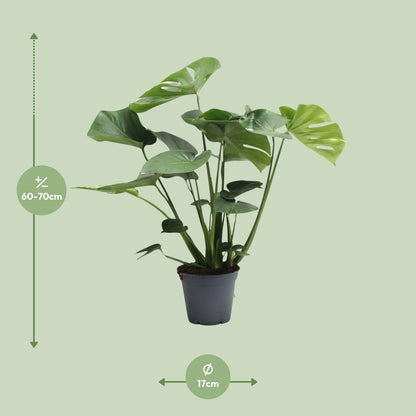Monstera Deliciosa – Pflegeleichtes Fensterblatt, 65 cm
