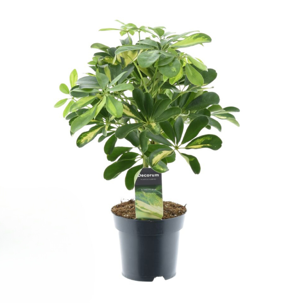 Schefflera Gold Capella – Pflegeleichte Zimmerpflanze Ø14cm