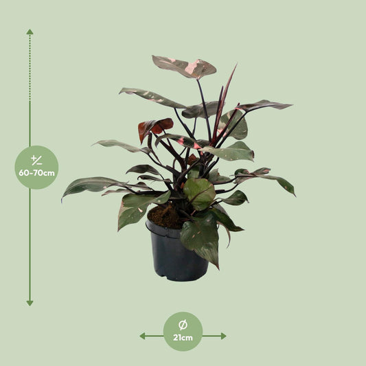 Philodendron Pink Princess – pflegeleichte Zimmerpflanze Ø21cm
