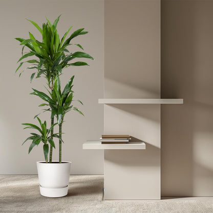 Dracaena Janet Craig – 150 cm – pflegeleichte Zimmerpflanze