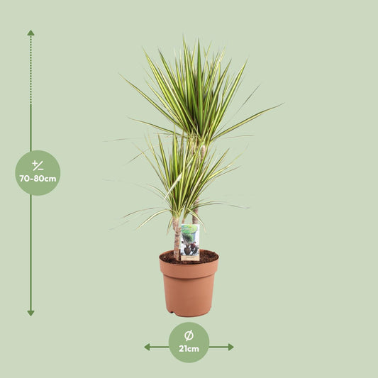 Dracaena marginata Sunray – Pflegeleichte Tropische Zimmerpflanze Ø21cm