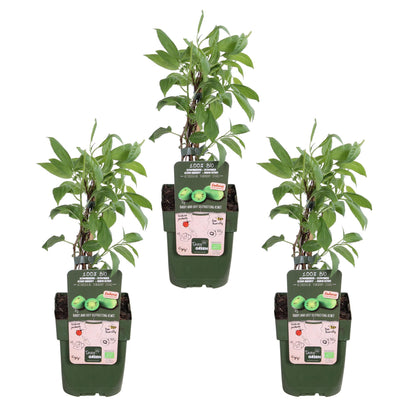 3x Actinidia arguta 'Issai' – Mini-Kiwi, Ø13cm Topf, 45cm Höhe