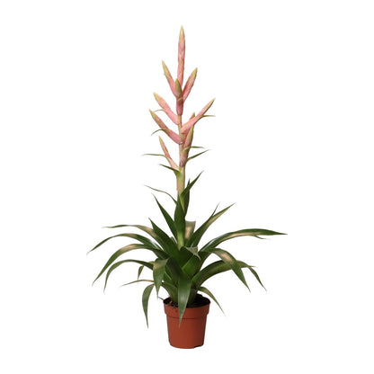 Tillandsia Dolce – pflegeleichte Luftpflanze Ø12cm, 60cm hoch