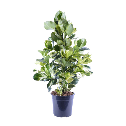 Clusia Rosea White Star – pflegeleichte Zimmerpflanze Ø24cm