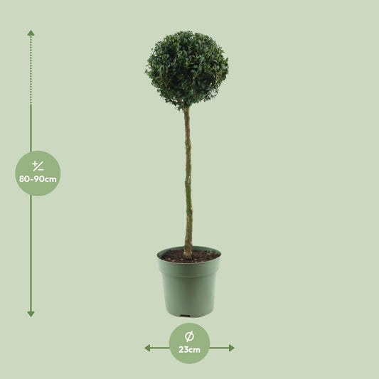 Buchsbaum Kugel Ø23cm – 85cm hoch, immergrün & pflegeleicht
