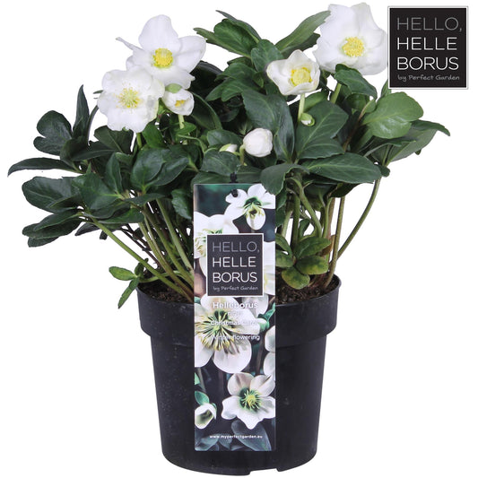 Christrose 'Christmas Carol' XL – Pflegeleichter Winterblüher Ø17cm