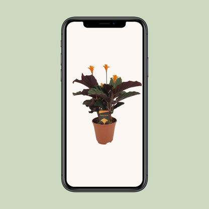 Calathea Crocata – Bunte, pflegeleichte Zimmerpflanze Ø14cm