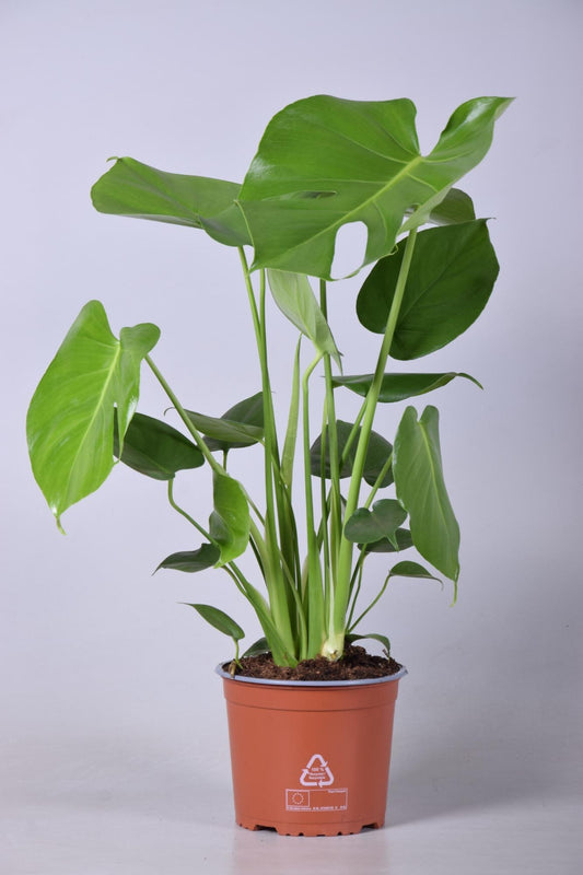 Monstera Deliciosa – pflegeleichte Zimmerpflanze Ø17cm