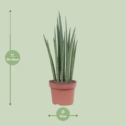Sansevieria Mikado – Pflegeleichte luftreinigende Zimmerpflanze Ø12cm