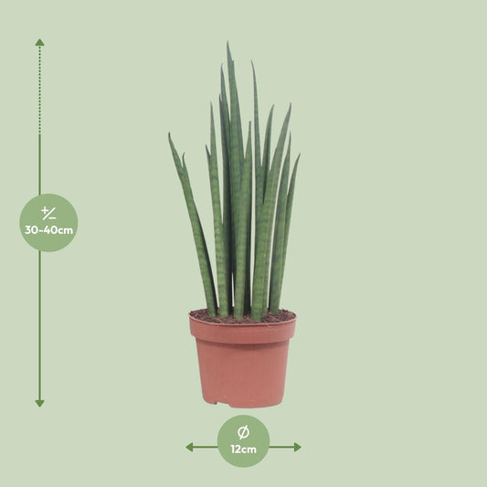 Sansevieria Mikado – Pflegeleichte luftreinigende Zimmerpflanze Ø12cm