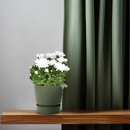 Chrysantheme Brave – Pflegeleichte Kissenchrysantheme Ø12cm
