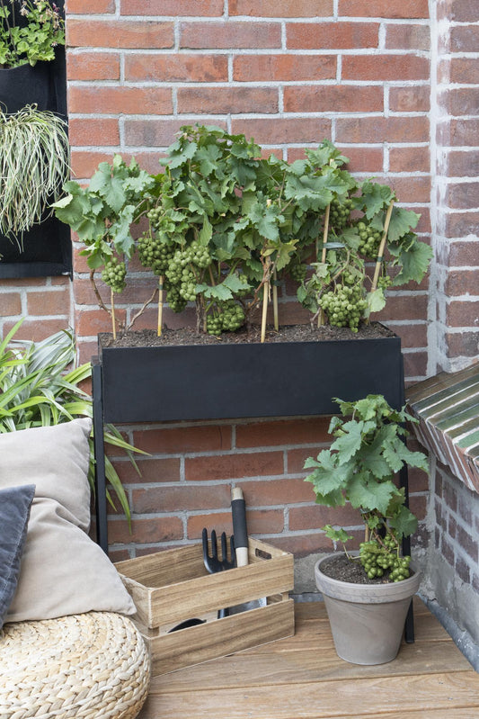 3x Vitis Pixie 'Riesling' – Zwerg-Traube Ø14cm, pflegeleicht & aromatisch