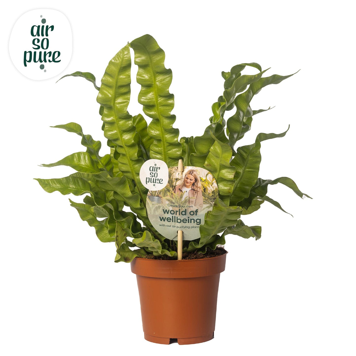 Asplenium Crispy Wave – Pflegeleichte Zimmerpflanze Ø12cm
