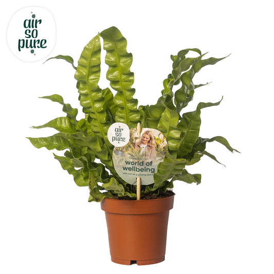 Asplenium Crispy Wave – Pflegeleichte Zimmerpflanze Ø12cm