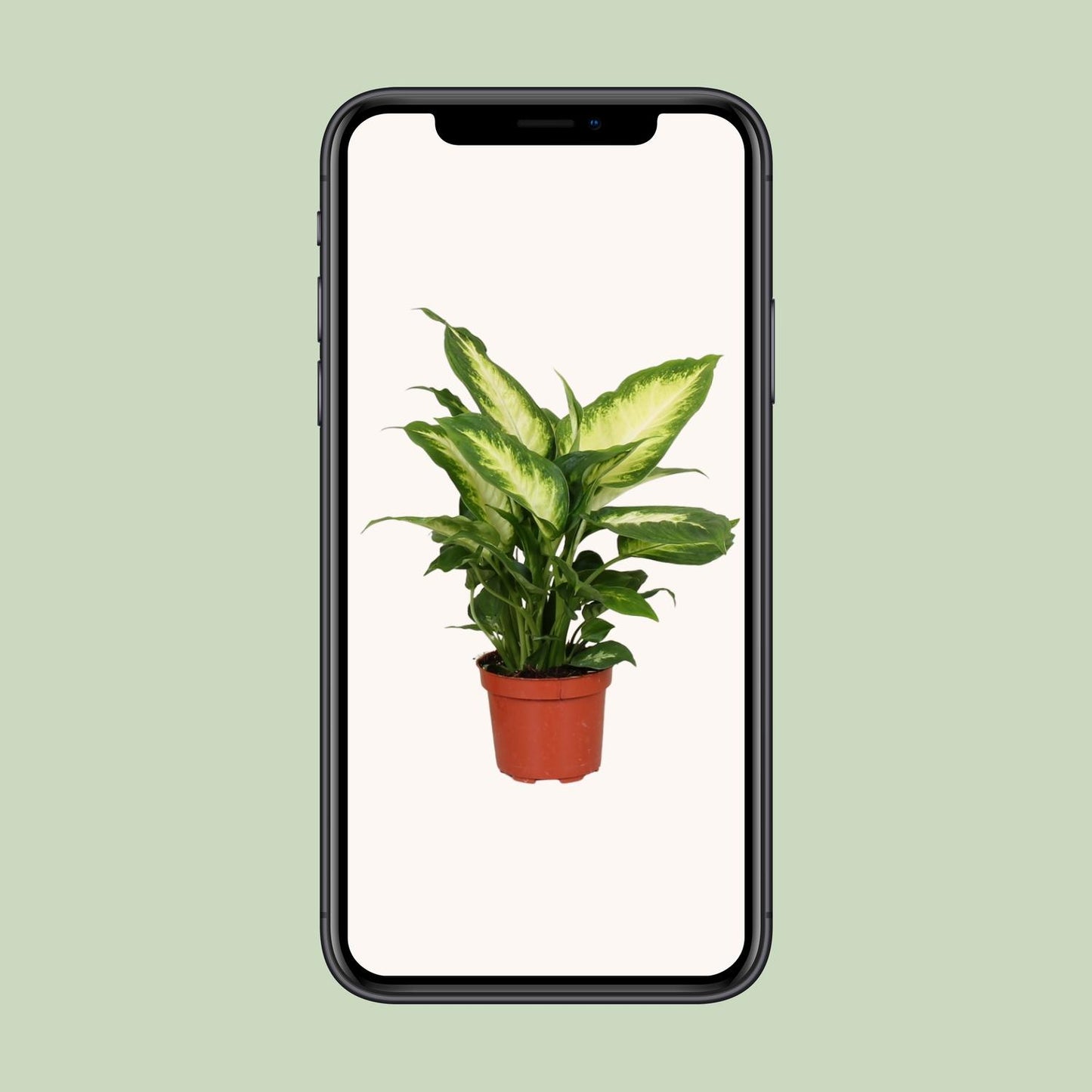 Dieffenbachia Camilla – Pflegeleichte Zimmerpflanze Ø12cm