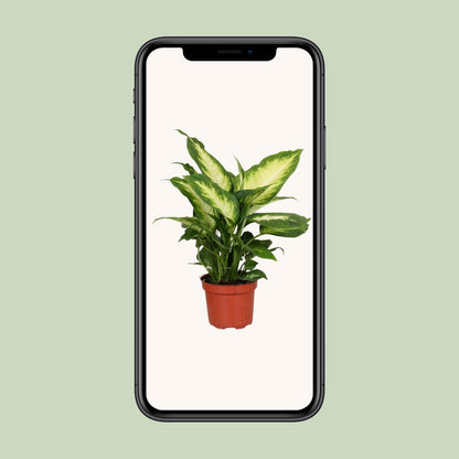 Dieffenbachia Camilla – Pflegeleichte Zimmerpflanze Ø12cm