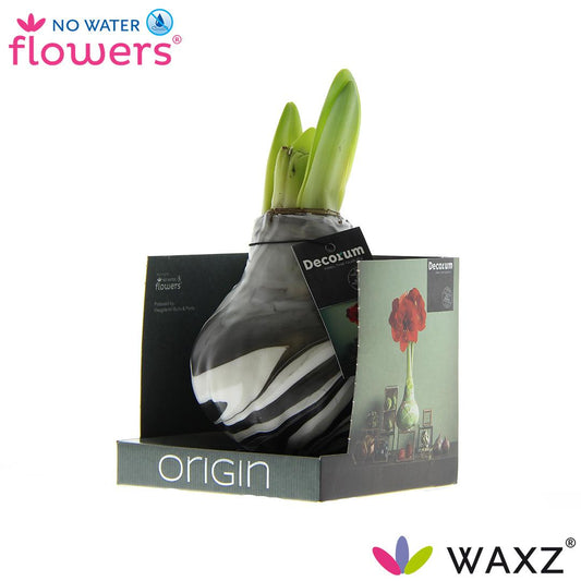 No Water Flowers Waxz® Artooz Earth Black Boxz(Decorum) - ↕15cm