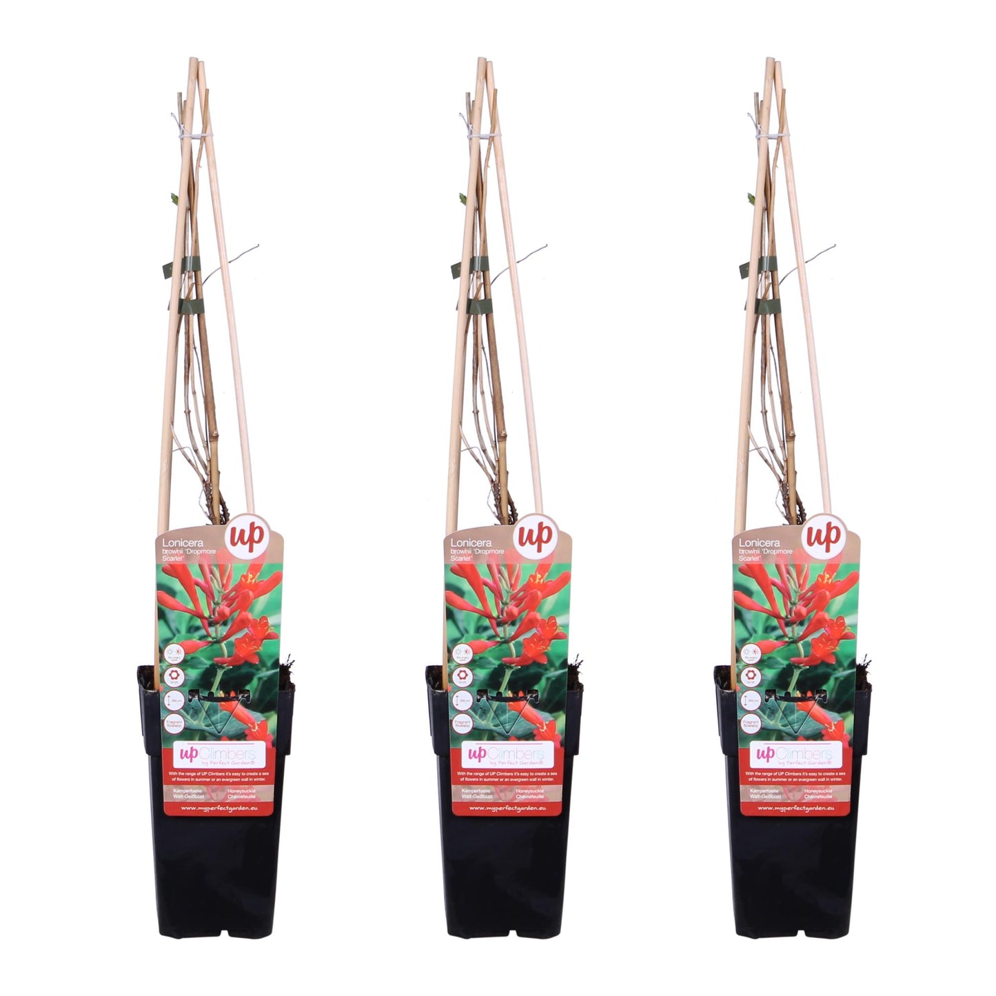 3x Lonicera brownii 'Dropmore Scarlet' – Roter Geißblatt, 65 cm