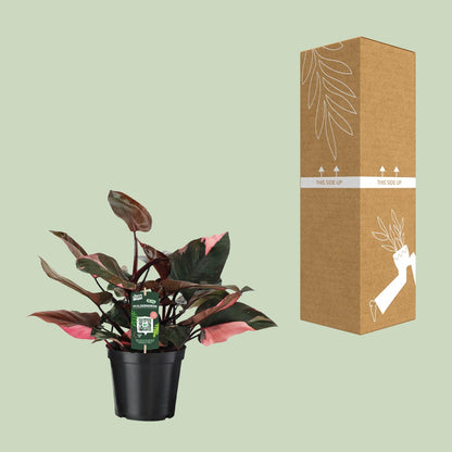 Philodendron Pink Princess – Pflegeleichte Zimmerpflanze Ø19 cm