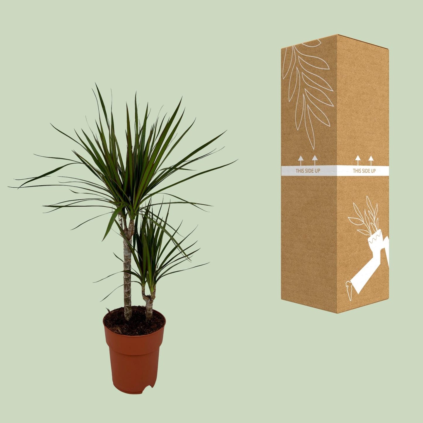 Dracaena Marginata Bicolor Ø19cm – Pflegeleichter Drachenbaum