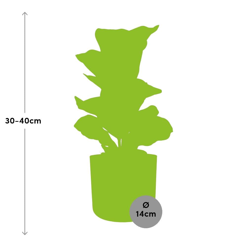 Ficus Lyrata ‘Bambino’ – Pflegeleichte Zimmerpflanze 14 cm