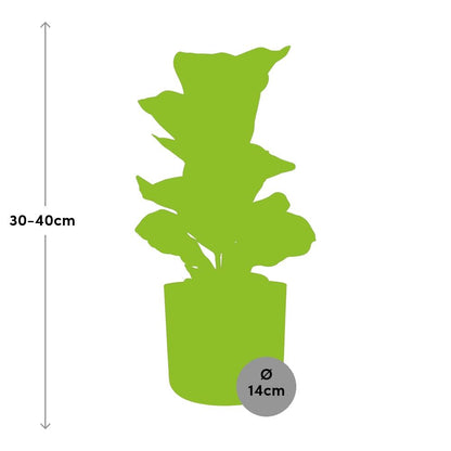 Ficus Lyrata ‘Bambino’ – Pflegeleichte Zimmerpflanze 14 cm