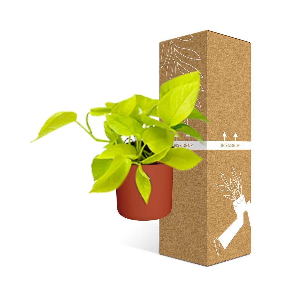 Epipremnum Pinnatum ‘Golden Pothos’ in ELHO b.for soft rond 14cm brique