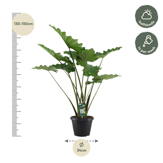 Alocasia Portodora – Tropische, pflegeleichte Zimmerpflanze 140 cm