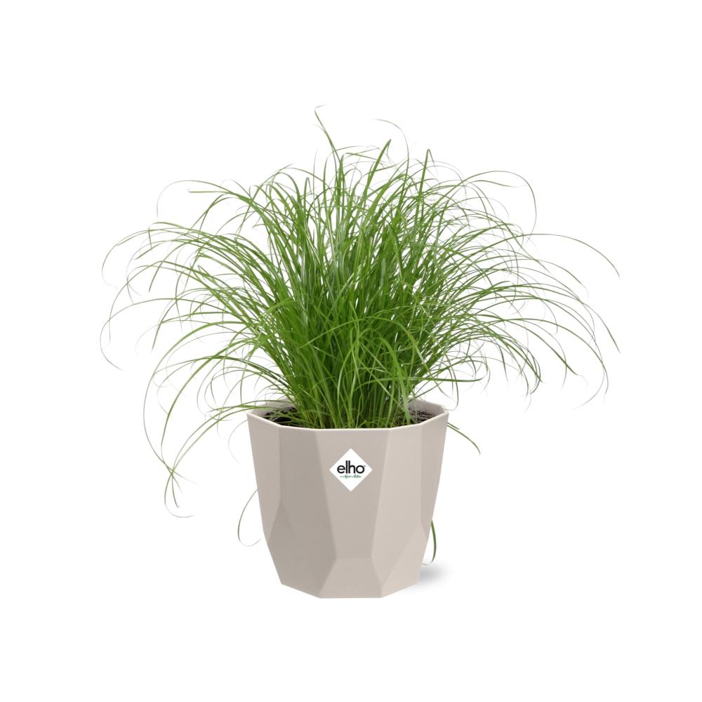 Cyperus alternifolius Schirmgras in ELHO b.for rock 14 cm warm grey