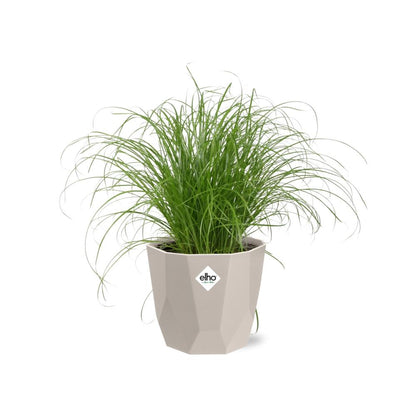 Cyperus alternifolius Schirmgras in ELHO b.for rock 14 cm warm grey