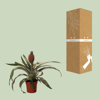 Ananas-Pflanze Rosita – Ø12cm, 35cm Höhe, pflegeleicht