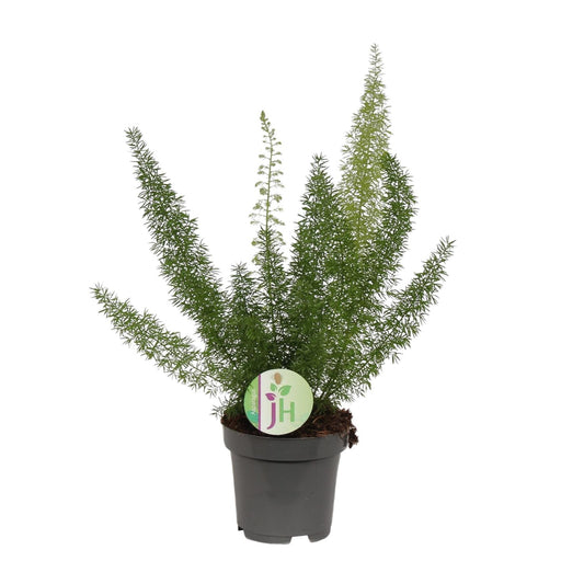 Asparagus Meyeri – Pflegeleichte, luftreinigende Zimmerpflanze Ø12cm