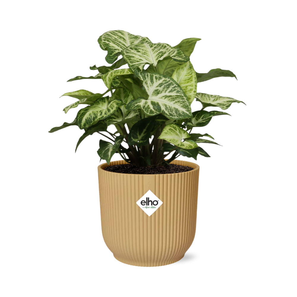 Syngonium Arrow – Pflegeleichtes Pfeilkraut im ELHO Vibes Fold 14cm Gelb