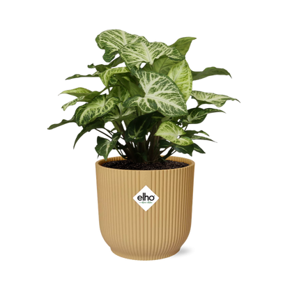 Syngonium Arrow – Pflegeleichtes Pfeilkraut im ELHO Vibes Fold 14cm Gelb