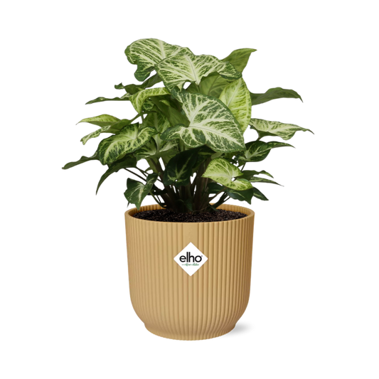 Syngonium Arrow – Pflegeleichtes Pfeilkraut im ELHO Vibes Fold 14cm Gelb