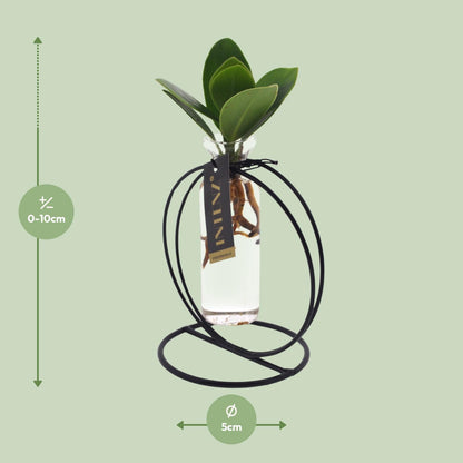 Clusia Hydroponie-Pflanzenmix im Glas Ø10cm – Pflegeleicht & Modern
