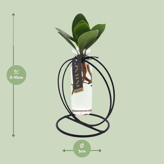 Clusia Hydroponie-Pflanzenmix im Glas Ø10cm – Pflegeleicht & Modern