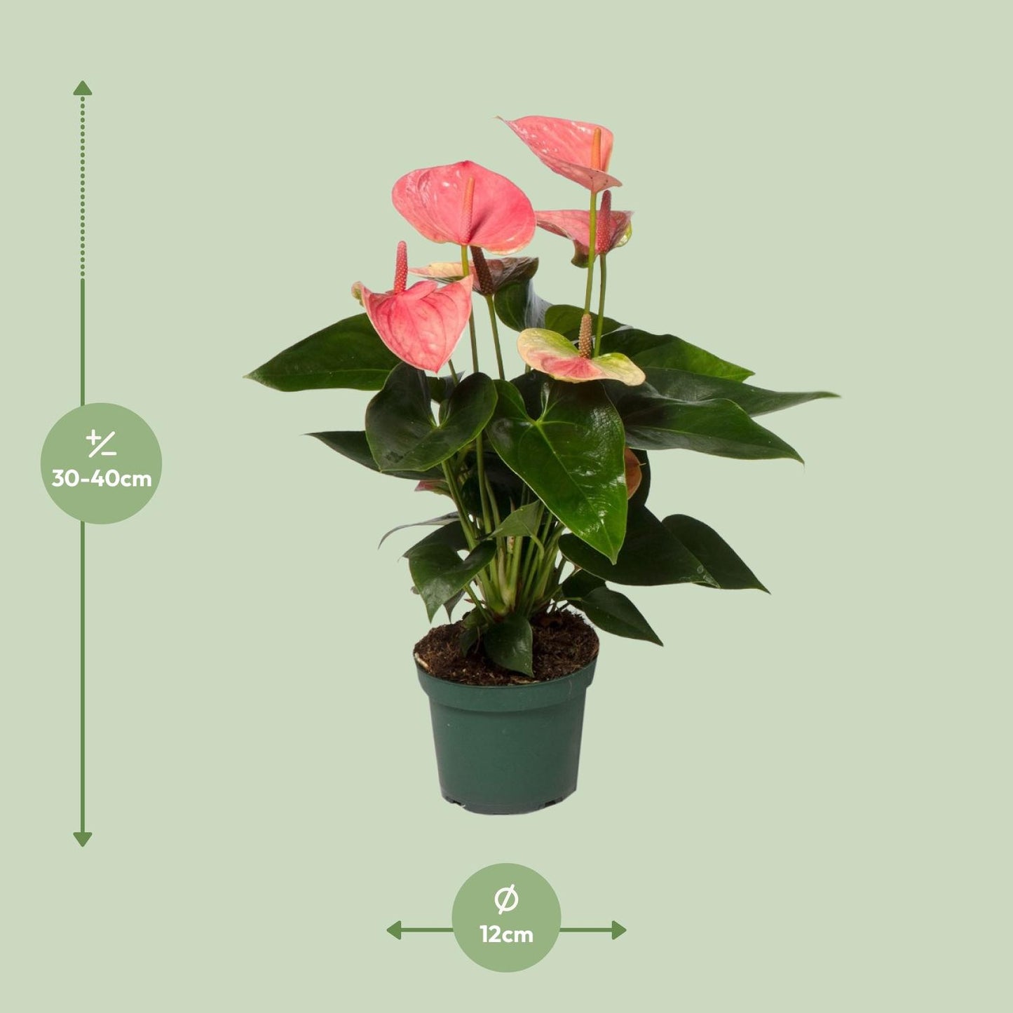 Anthurium Sweet Dream – Elegante Zimmerpflanze Ø12cm