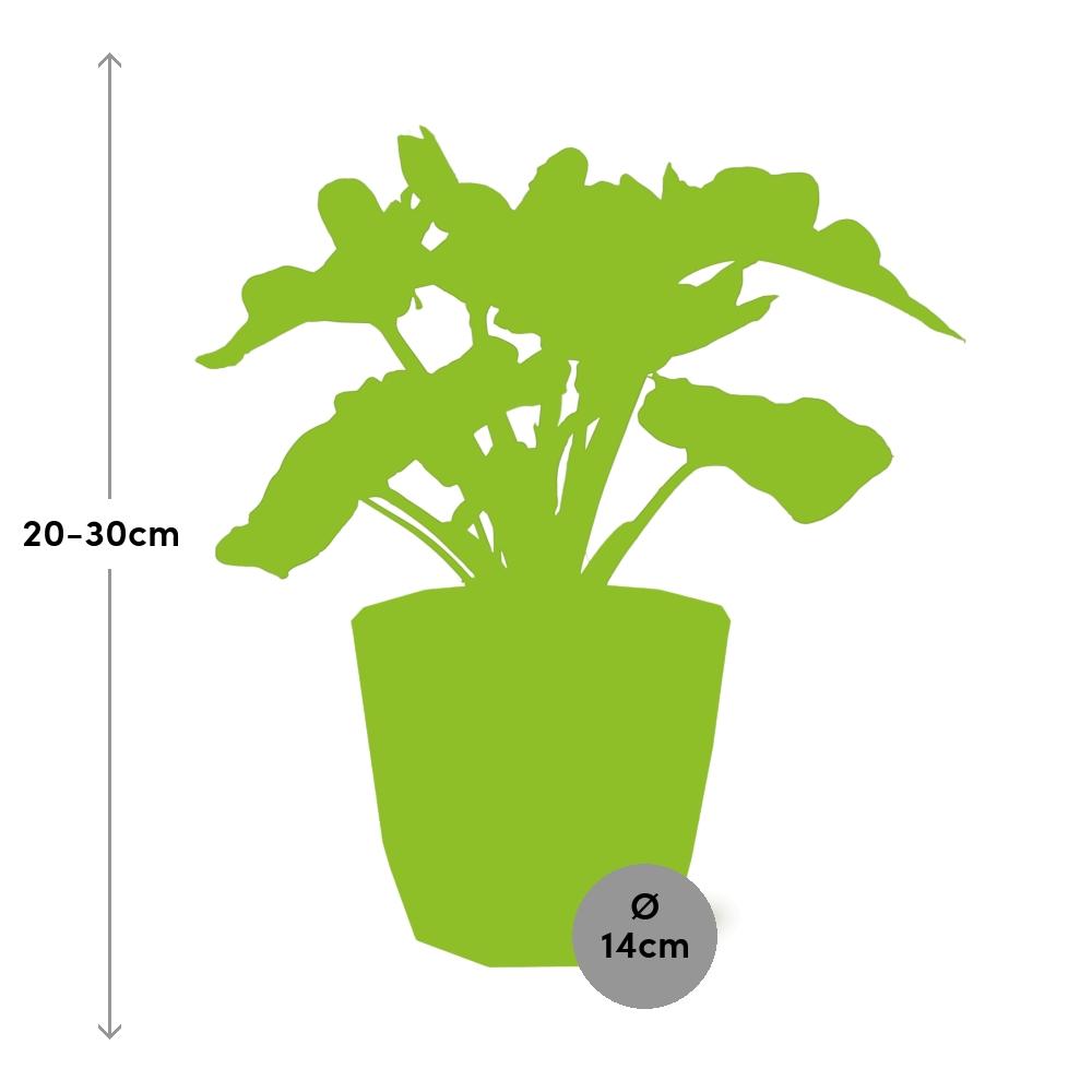 Philodendron Atom in ELHO b.for rock Topf 14 cm warm grey
