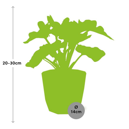Philodendron Atom in ELHO b.for rock Topf 14 cm warm grey