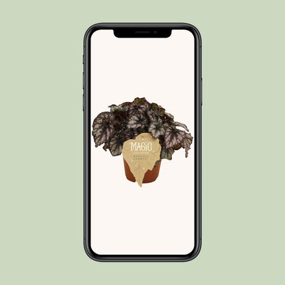 Begonia Rex Cumbia – Farbenfrohe, pflegeleichte Zimmerpflanze Ø12cm