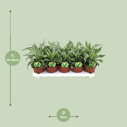 Dracaena Kanzi – Pflegeleichte Zimmerpflanze Ø12cm
