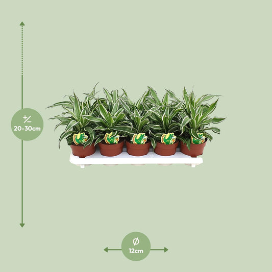 Dracaena Kanzi – Pflegeleichte Zimmerpflanze Ø12cm