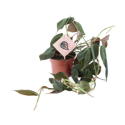 Philodendron Micans – Pflegeleichte tropische Zimmerpflanze Ø12cm