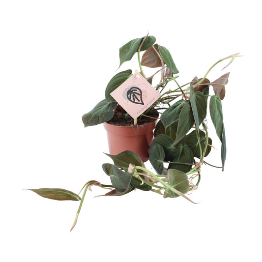 Philodendron Micans – Pflegeleichte tropische Zimmerpflanze Ø12cm