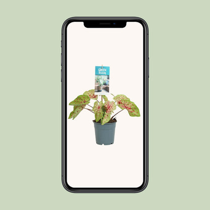 Caladium Miss Muffet – Engelsflügel Zimmerpflanze Ø12cm